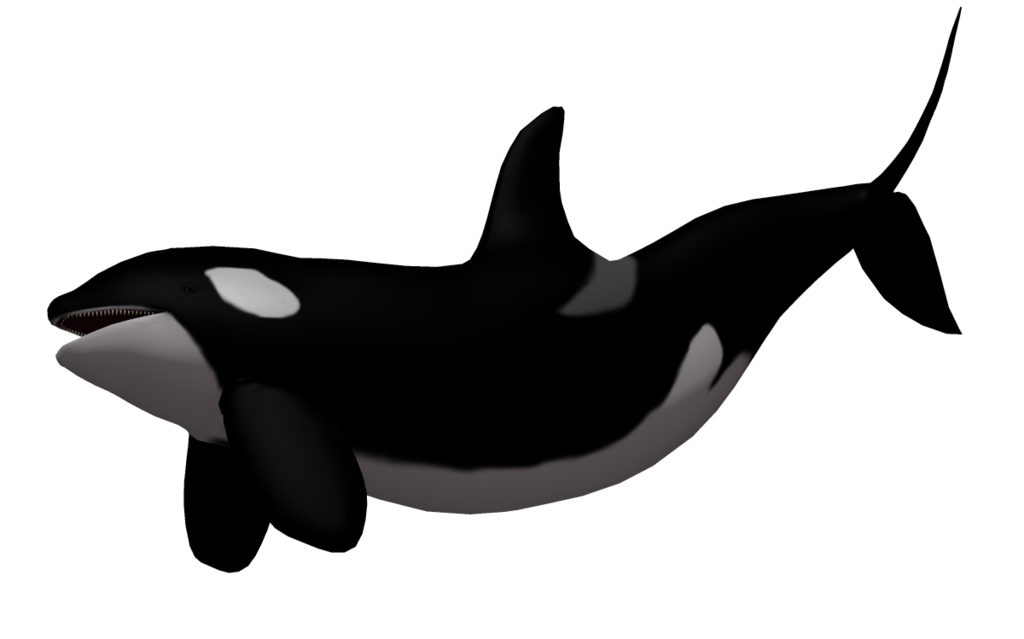 Killer Whale PNG - 14395