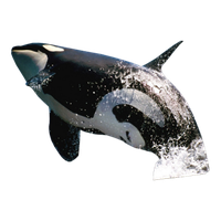 Killer Whale PNG - 14385