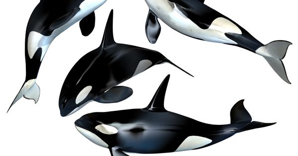 Killer Whale PNG - 14389
