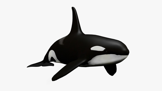 . PlusPng.com killer whale - 