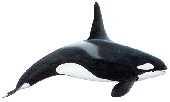 Killer Whale PNG - 14400