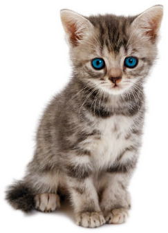 Kitten PNG-PlusPNG.com-243