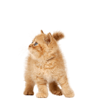 Cat Png Image Download Pictur
