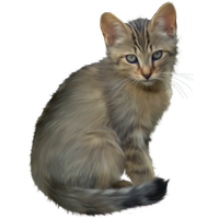 Kitten PNG - 13178