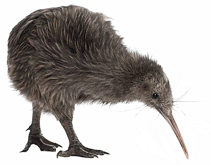 The kiwi is a bird native to 