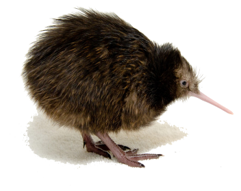 Kiwi Bird PNG - 26189