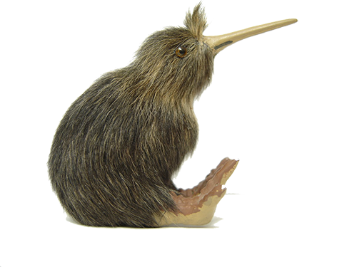 Kiwi Bird PNG - 26194
