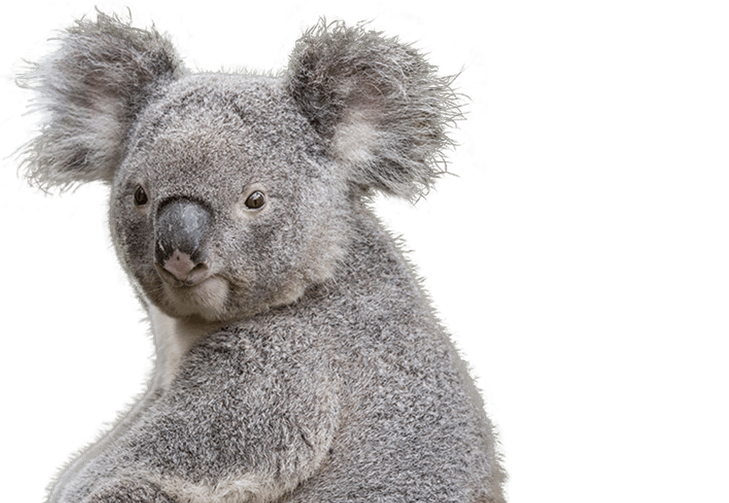 Koala HD PNG - 119021