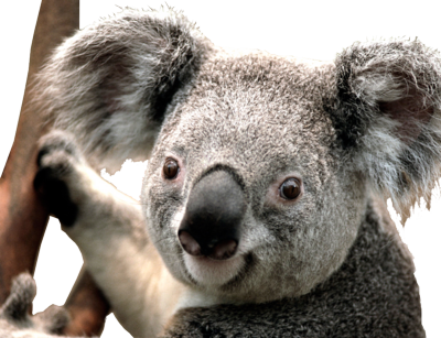 Koala HD PNG - 119018