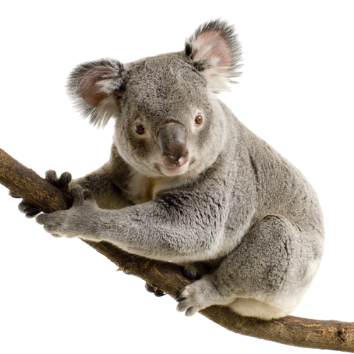 Koala HD PNG - 119008
