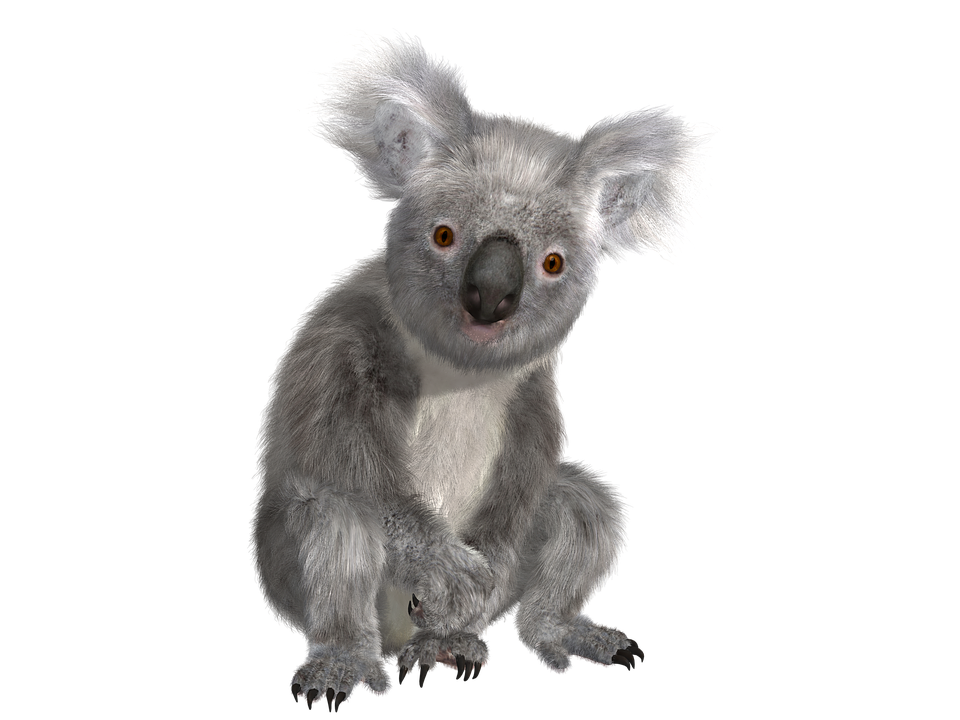 Koala HD PNG - 119005
