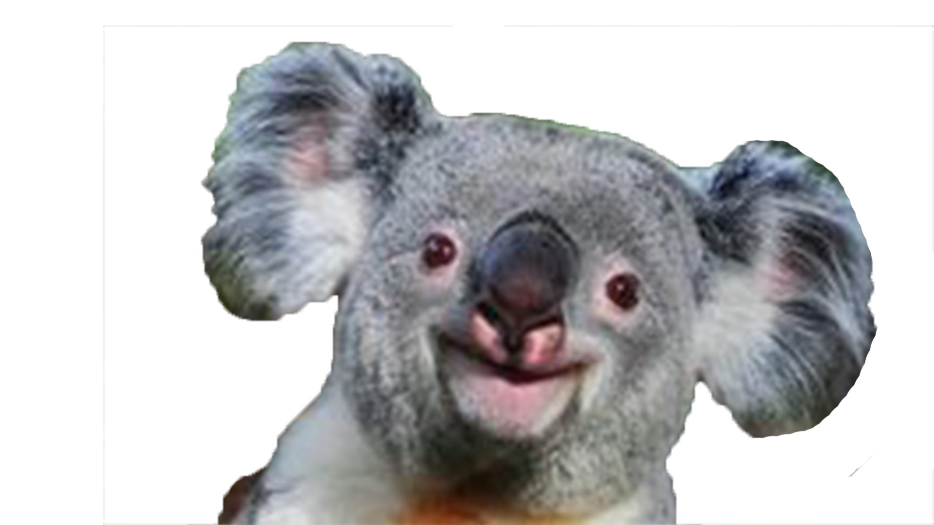 Koala HD PNG - 119012