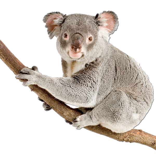 Koala HD PNG - 119020