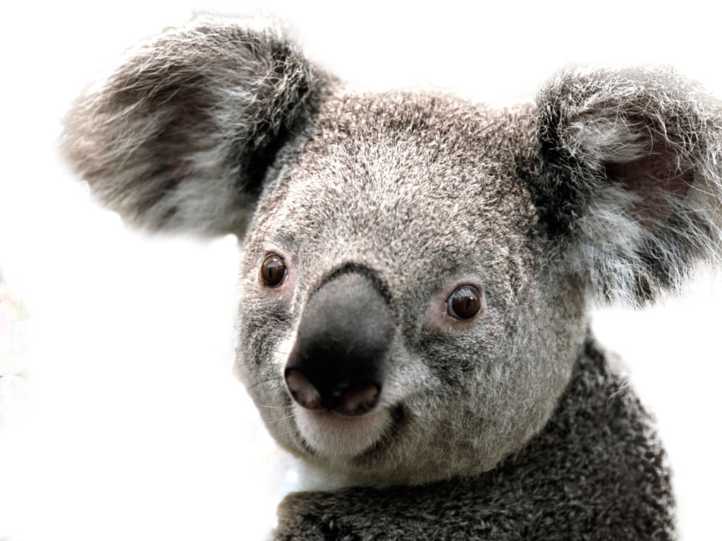 Koala HD PNG - 119007