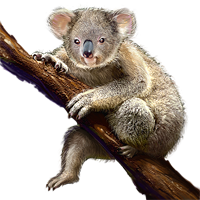 cartoon koala bear images - B