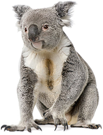Koala PNG HD - 144126