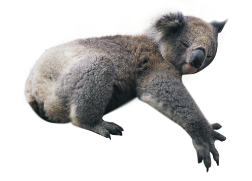 Koala bears climbing tree, 4 