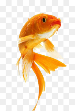 Cute goldfish, Goldfish, Fish