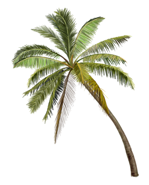 palmen kokospalme kokospalmen