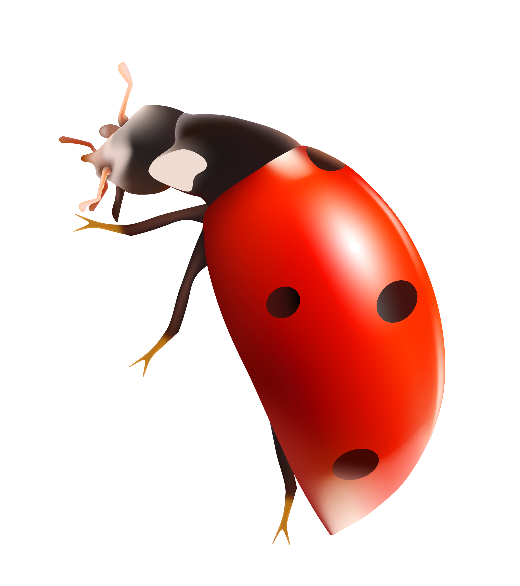 Ladybug PNG - 27308