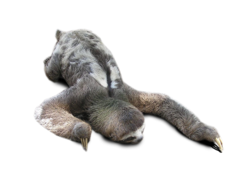 Sloth PNG - 6277