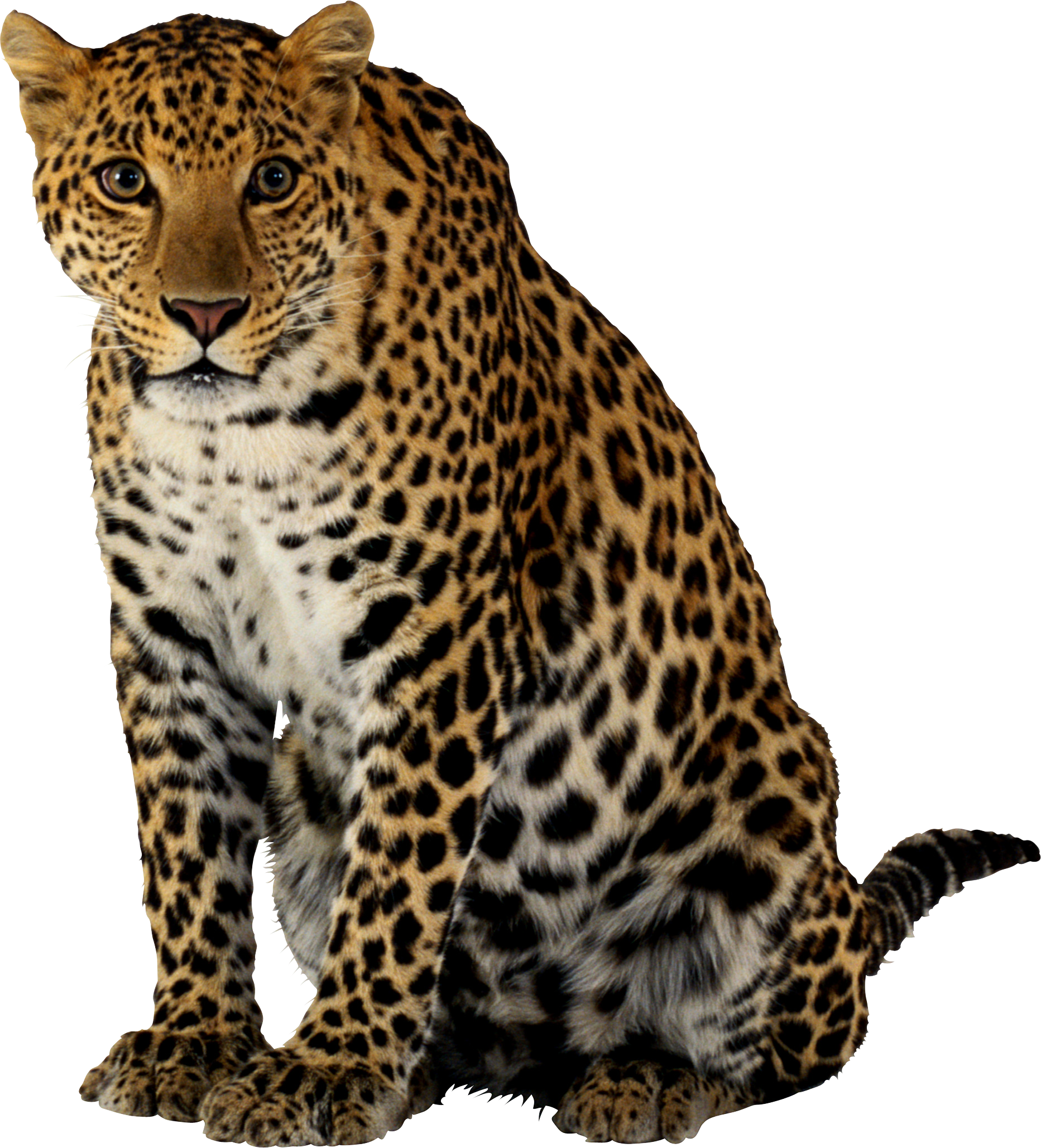 Leopard HD PNG - 118737