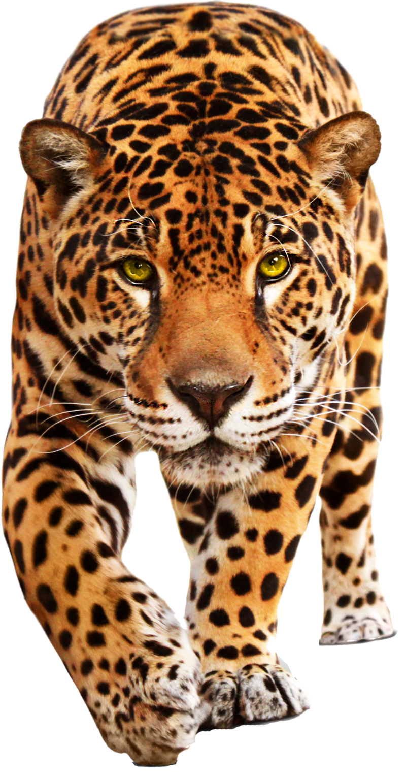 Leopard HD PNG - 118735