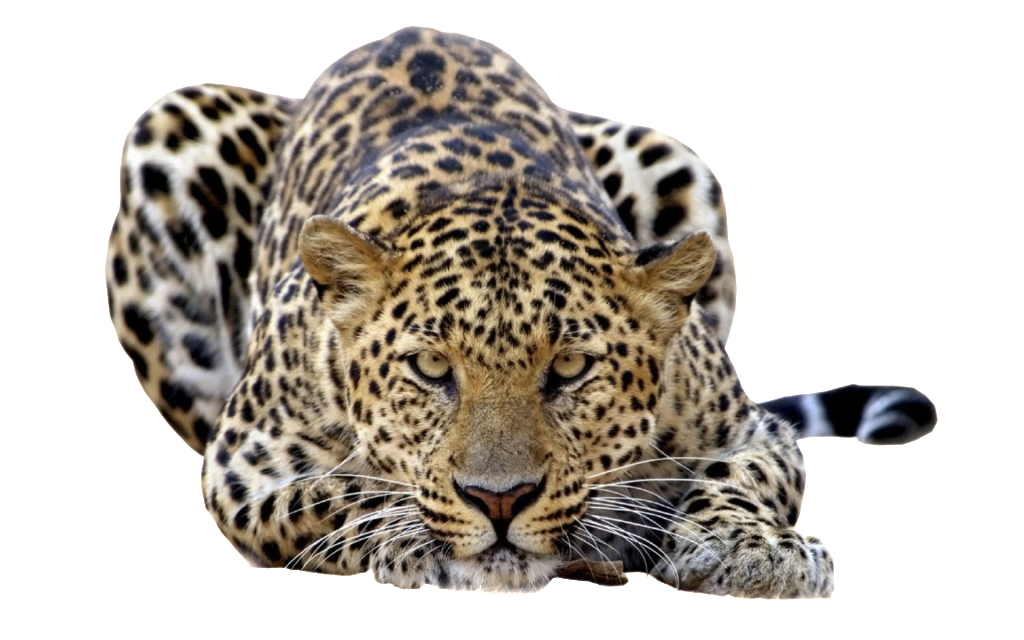 Leopard HD PNG - 118728