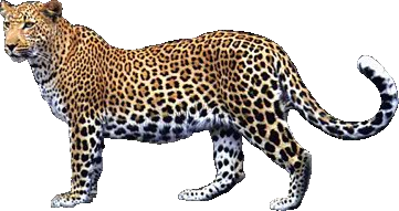 Leopard HD PNG - 118733