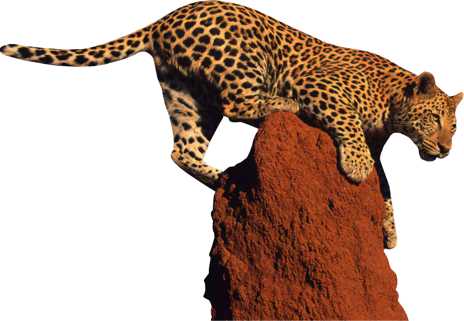 Leopard HD PNG - 118725