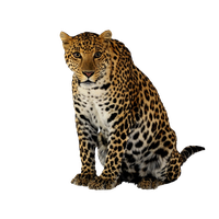 Leopard HD PNG - 118734
