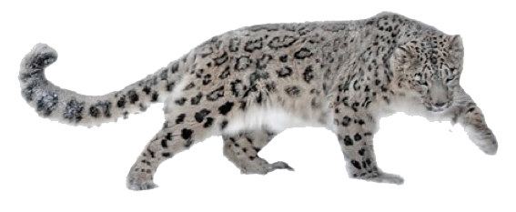 Leopard HD PNG - 118727