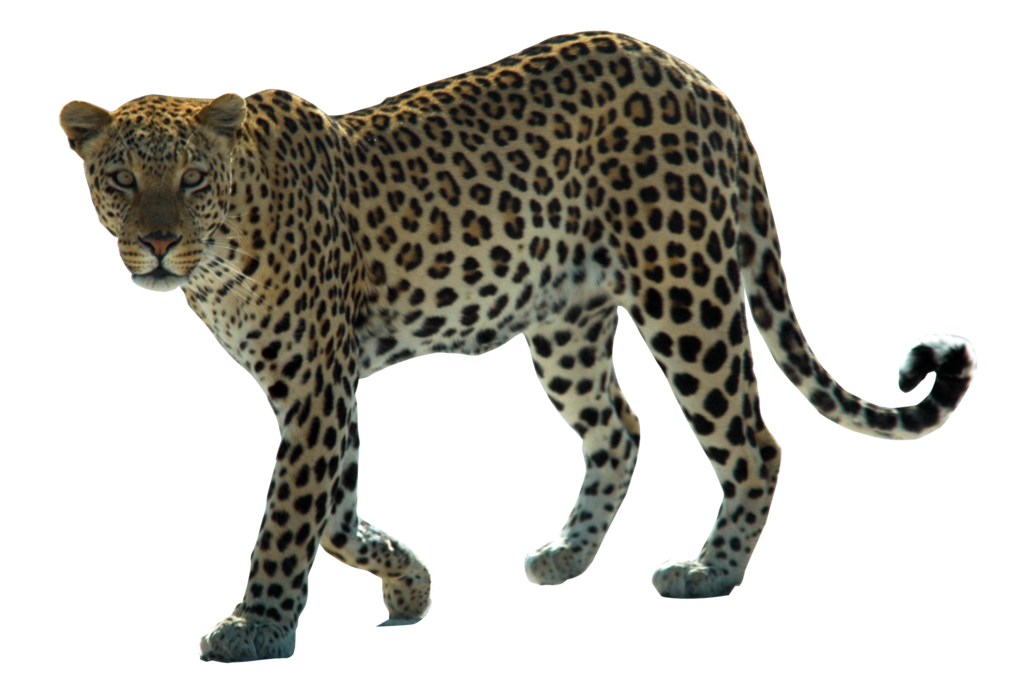 Leopard HD PNG - 118723