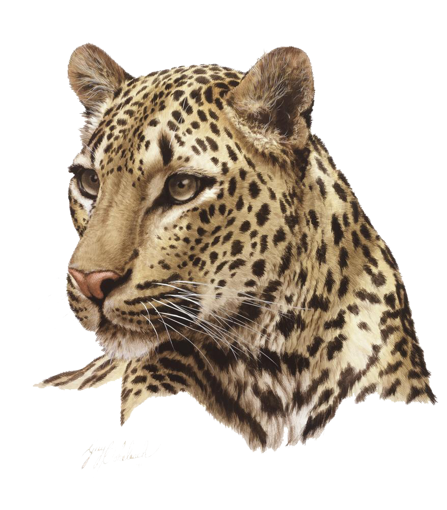 Leopard HD PNG - 118730