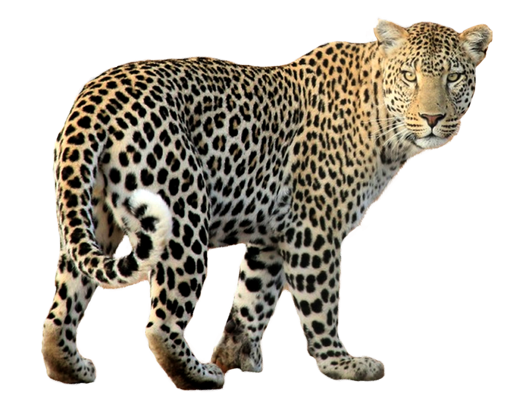 Leopard Transparent PNG Image