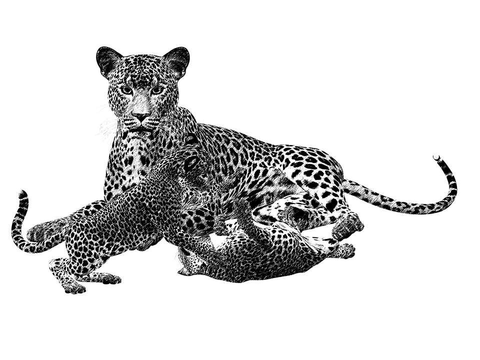 Cheetah, Black And White, Cat