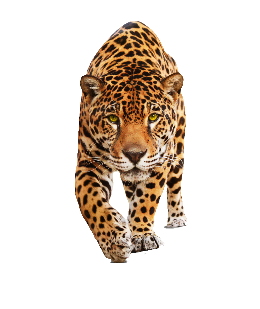 Leopard PNG HD - 124390