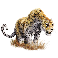 Leopard PNG HD - 124386