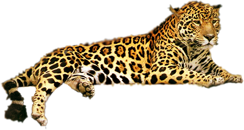 Leopard PNG HD - 124387