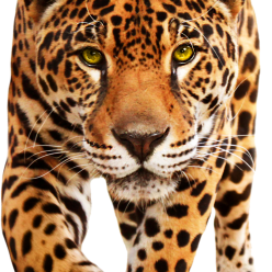 Leopard PNG HD - 124393