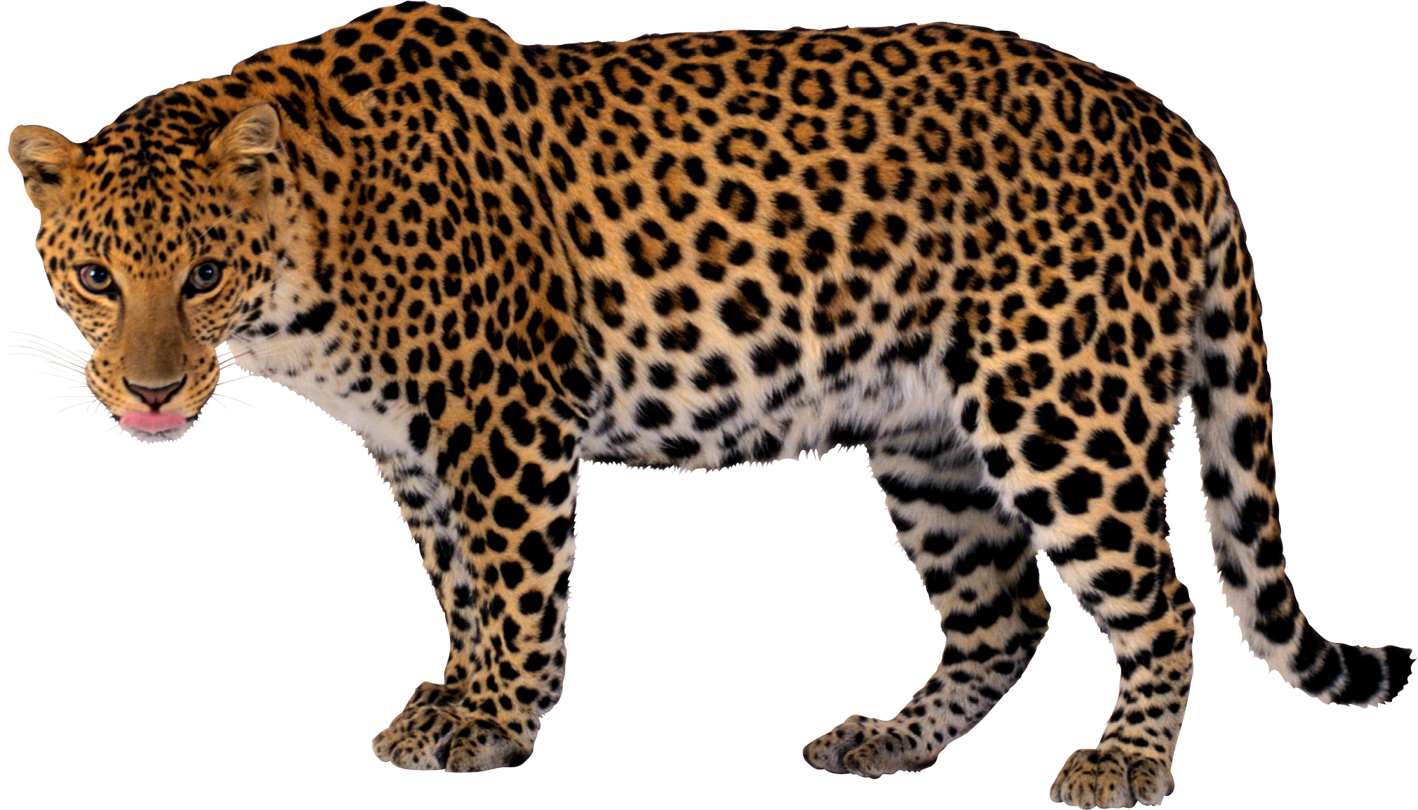 Leopard PNG HD - 124381