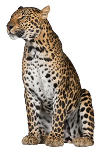 Leopard PNG HD - 124391