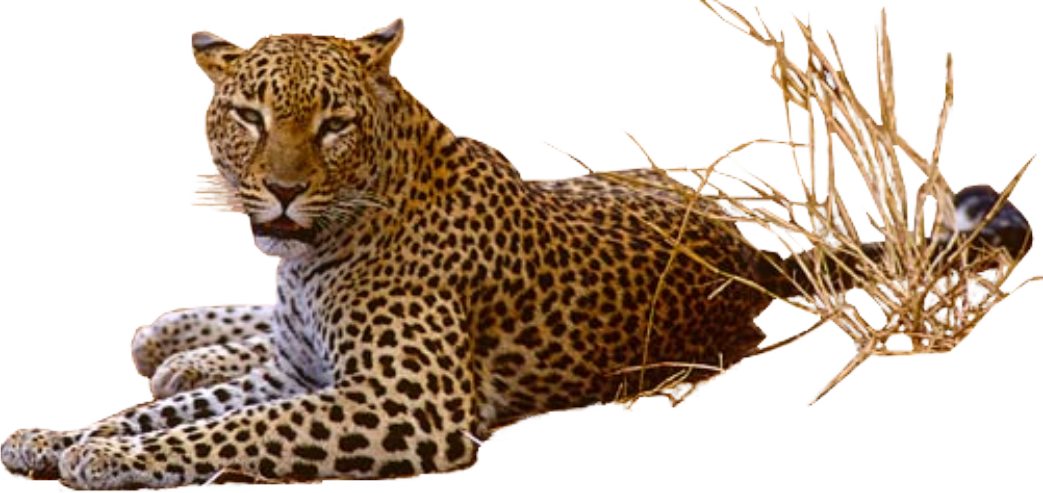 Leopard PNG HD - 124394