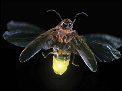 Firefly clipart lightning bug