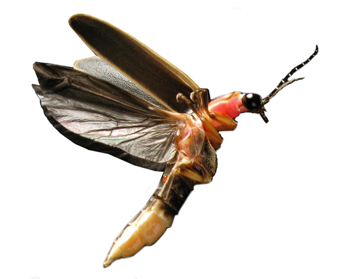 Fireflies - Lightning bugs - 