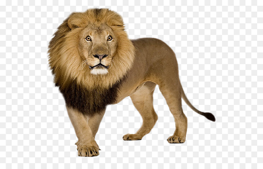 Lion And Den PNG - 158643
