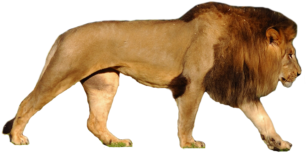 Lion And Den PNG - 158644