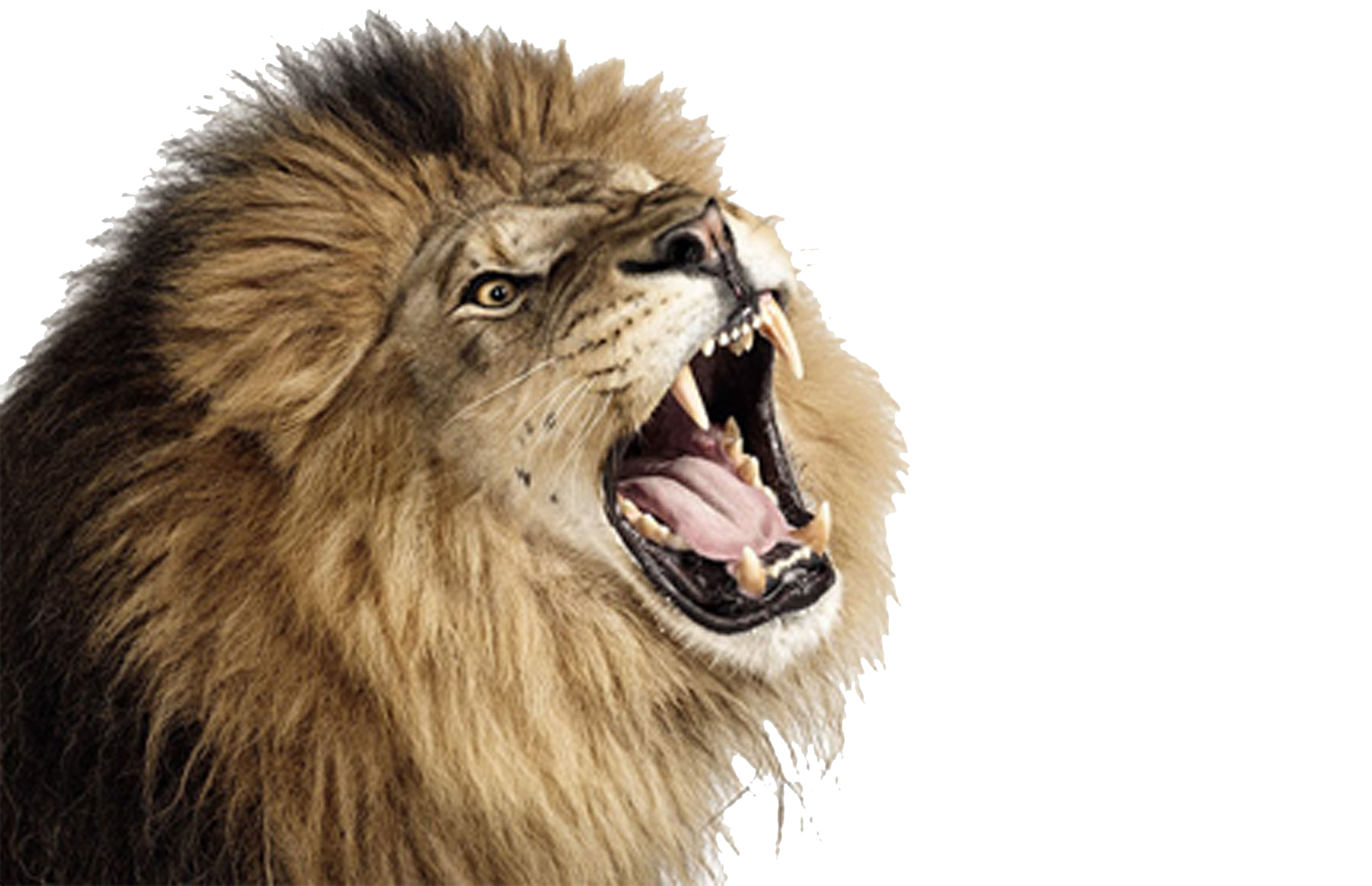 Lion And Den PNG - 158637
