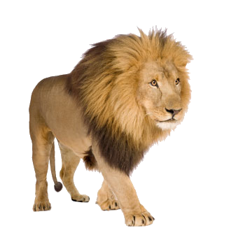 Lion And Den PNG - 158640