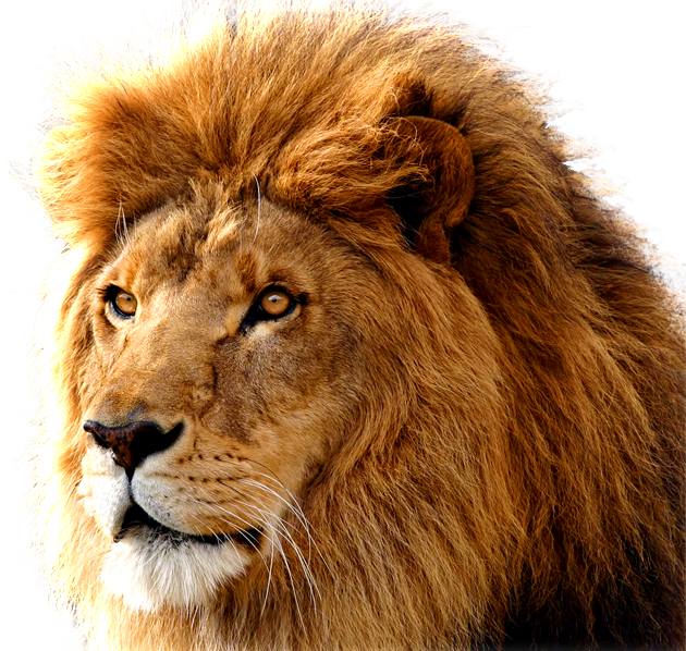 Lion And Den PNG - 158639